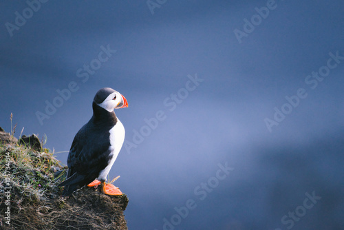 Puffin