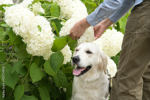 大きな白いアジサイと大きな可愛い犬 photo