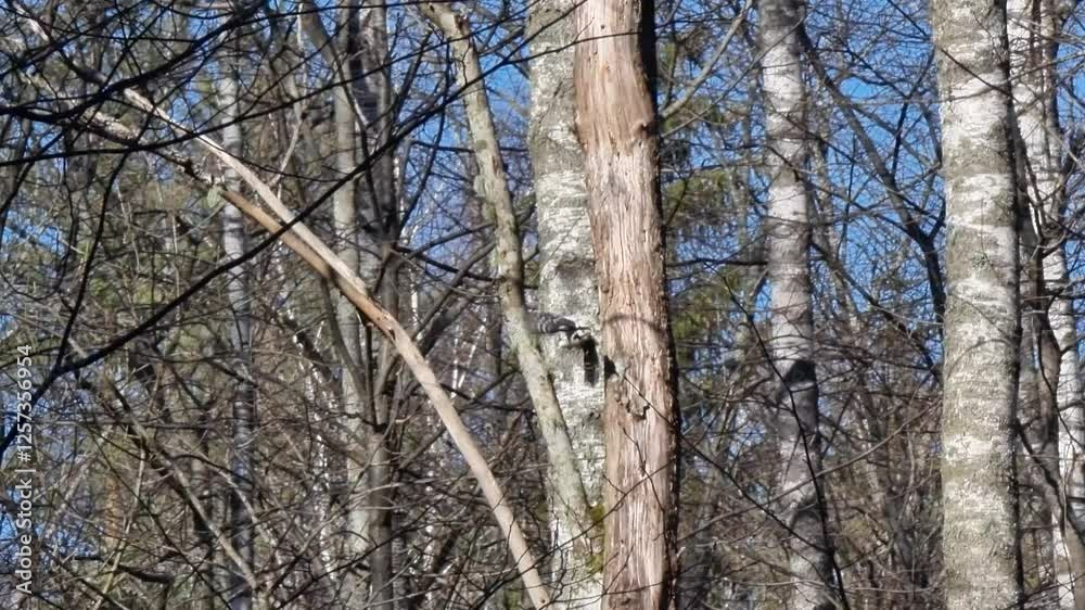 Along the birch siting bird woodpecker. Along the birch siting bird woodpecker.