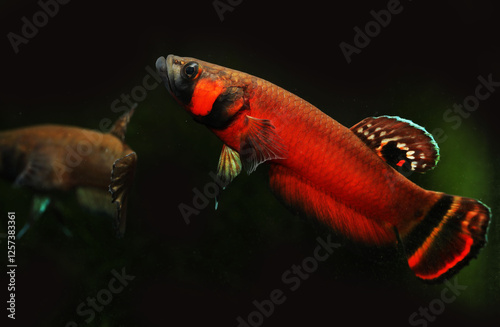 A pair of Spotfin betta or Brunei beauty (Betta macrostoma)  photo