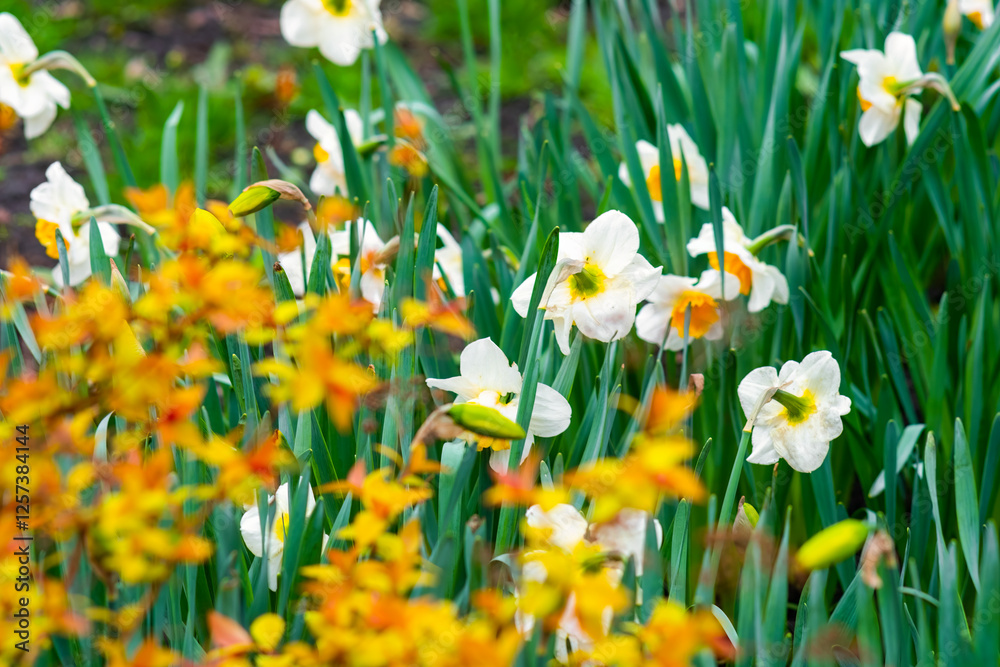 Fototapeta premium Daffodils Narcissus pseudonarcissus bloom against a background of bright yellow leaves in soft defocus.