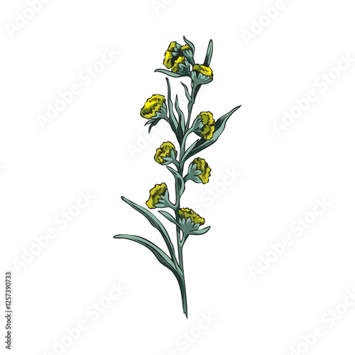 Wormwood blossom plant sketch, vector hand drawn wild sagebrush twig with flowers and leaves, Artemisia medicinal herb