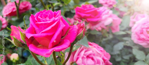 Beautiful roses