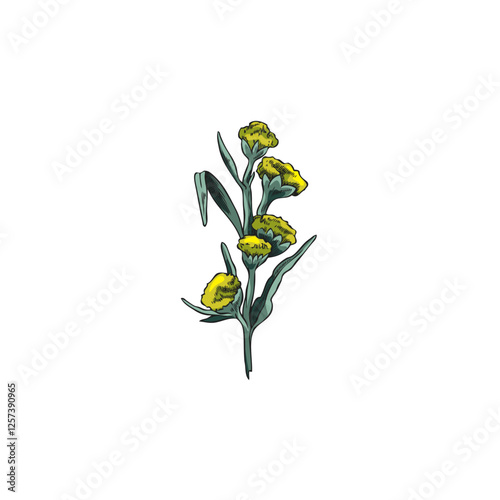 Wormwood blossom plant sketch vector icon, hand drawn sagebrush twig with flowers and leaves, Artemisia medical herb