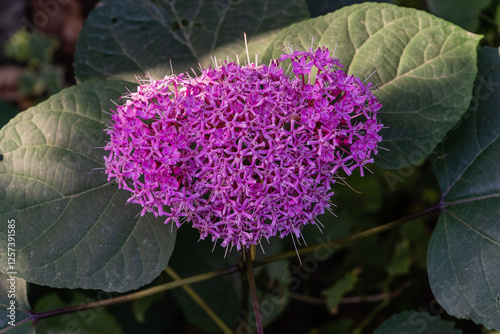 Flower Clerodendrum bungei. Natural sunlight. Beautiful lilac cap of fragrant  inflorescences in summer garden. Blurred dark background. Close-up. Selective focus. Nature concept for design. photo