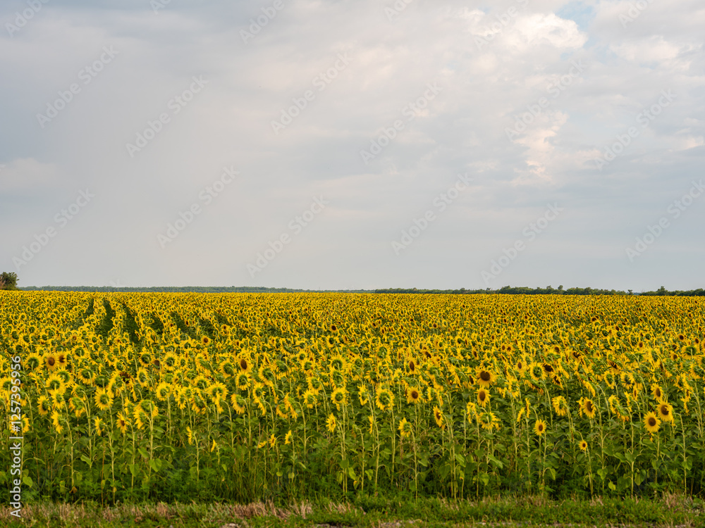 Fototapeta premium Summer flower landscape. Landscape of endless field of sunflowers with large golden sunflower heads in sunset sunlight. Close-up of sunflower heads. Fresh wallpaper. Nature concept for background.