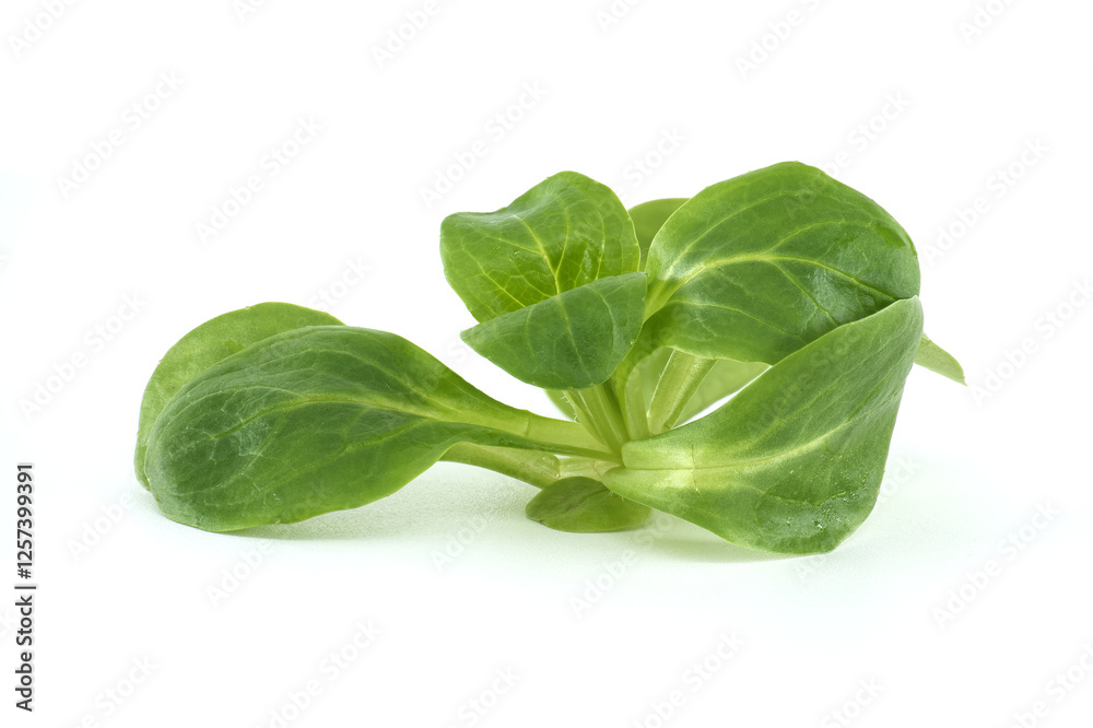 Fototapeta premium Fresh Green Valerianella Leaves on White Background