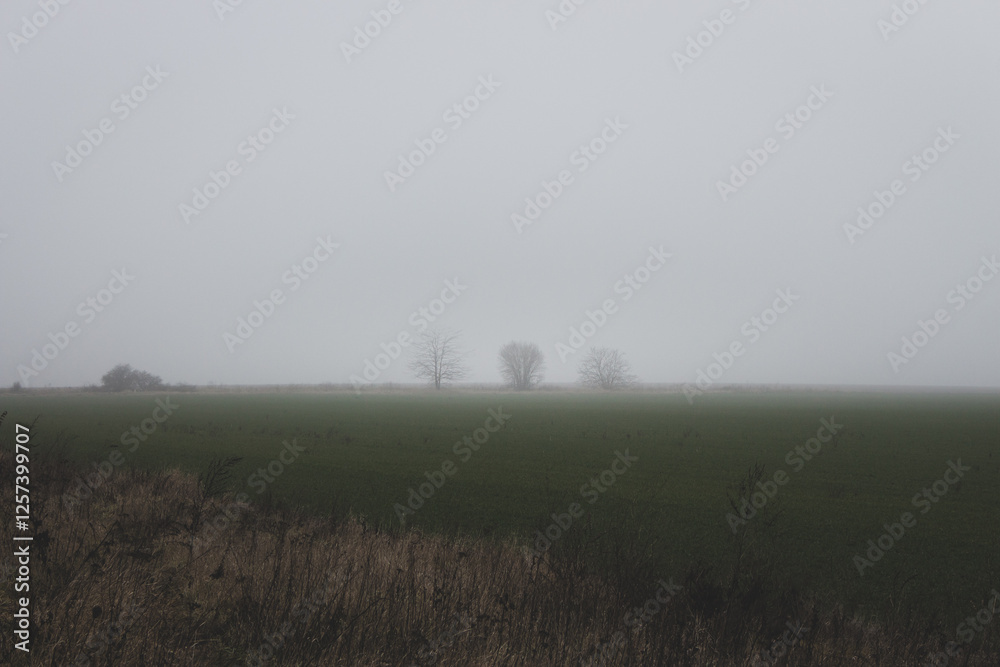 Dramatic field with trees in the fog. Bad weather in countryside. Foggy day in farm field with copy space. Ghostly misty landscape. Spleen concept. Moody weather. Foggy autumn nature. Beauty in nature