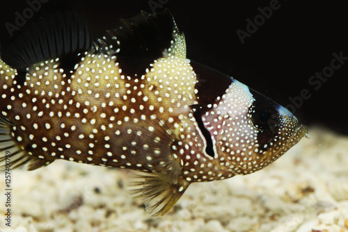 Multispotted, Snowflake, or Indian soapfish (Pogonoperca ocellata)  photo