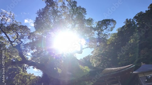 Sun shining through tree branches at Nachisan Seiganto ji Temple, a sacred landmark in Wakayama Prefecture, Japan, blending nature and spirituality photo