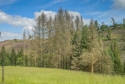 Waldsterben, trockener Wald, Dürre, Nadelholz, Bäume bei Heiligenborn, Rothaargebirge, Kreis Siegen-Wittgenstein, Nordrhein-Westfalen, Deutschland photo