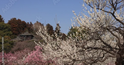 偕楽園の好文亭と梅の花　茨城県
