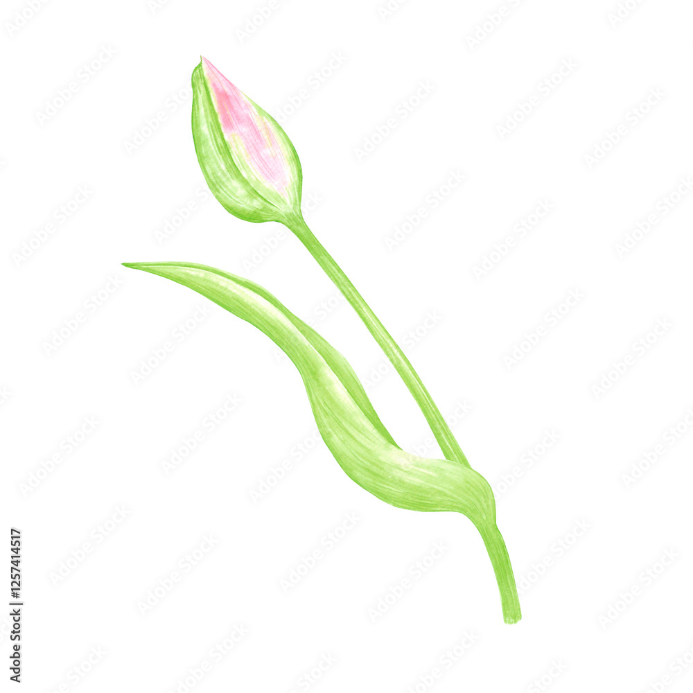 Hand drawn watercolor unopened tulip. Illustration of flower bud isolated on white background. Can be used for postcard, label, scrapbook and other printed products. Hand drawn watercolor unopened tulip. Illustration of flower bud isolated on white background. Can be used for postcard, label, scrapbook and other printed products.