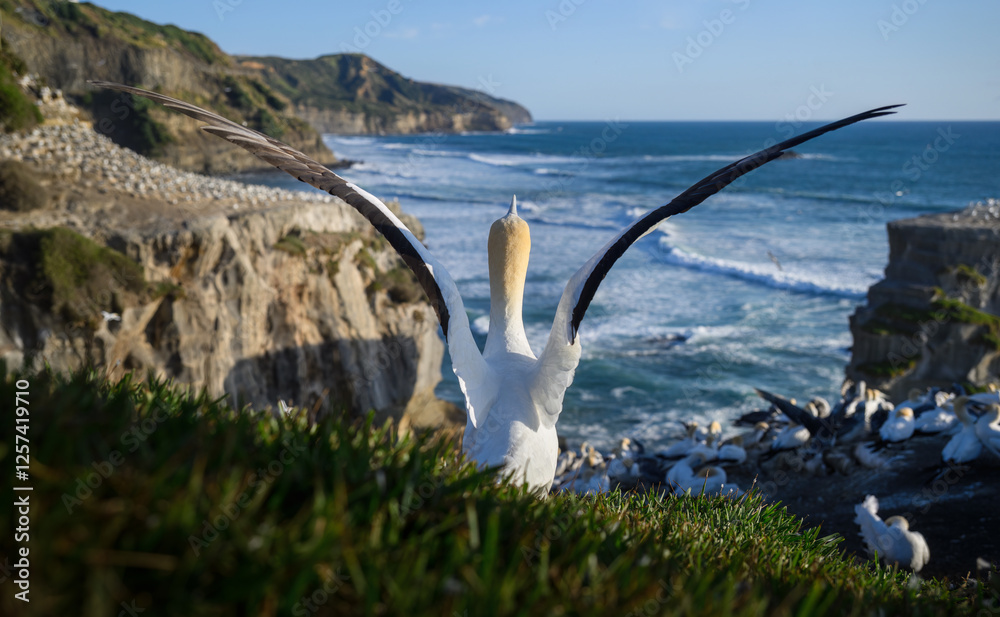 Gannet taking off with wings wide open at Muriwai Beach. Auckland.