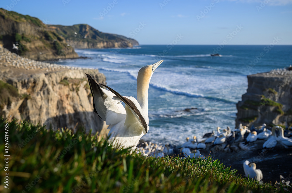 Gannet taking off at Muriwai Beach. Auckland.