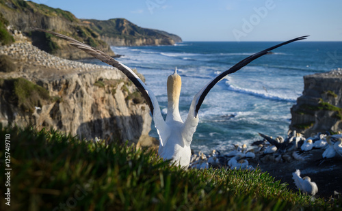 Gannet taking off with wings wide open at Muriwai Beach. Auckland. photo