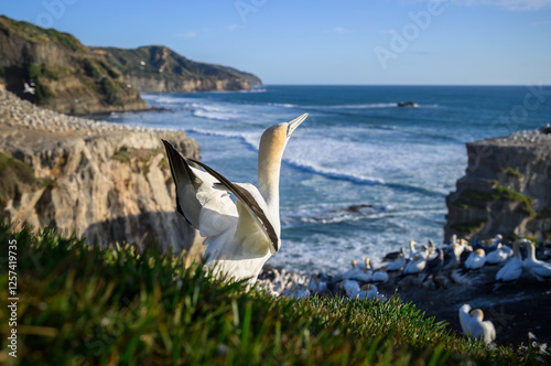 Obraz na płótnie Gannet taking off at Muriwai Beach. Auckland. w salonie