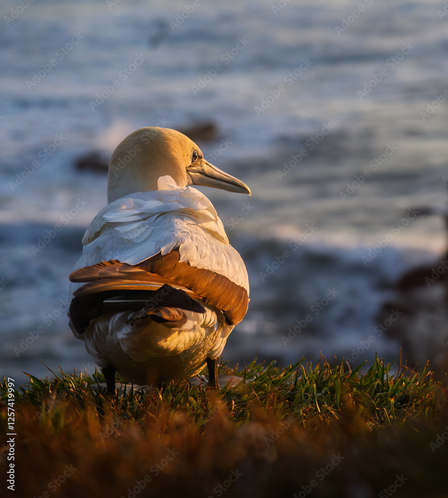 Gannet at Muriwai Beach at sunset. Auckland.