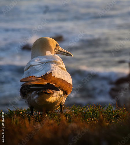 Obraz na płótnie Gannet at Muriwai Beach at sunset. Auckland. w salonie