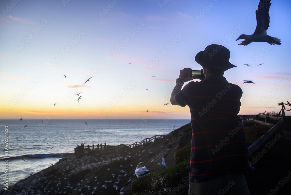 Man taking photos using smartphone of flying gannets at sunset. Unrecognizable people at the lookout. Muriwai beach. Auckland.