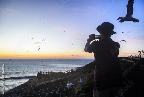 Obraz na płótnie Man taking photos using smartphone of flying gannets at sunset. Unrecognizable people at the lookout. Muriwai beach. Auckland. w salonie