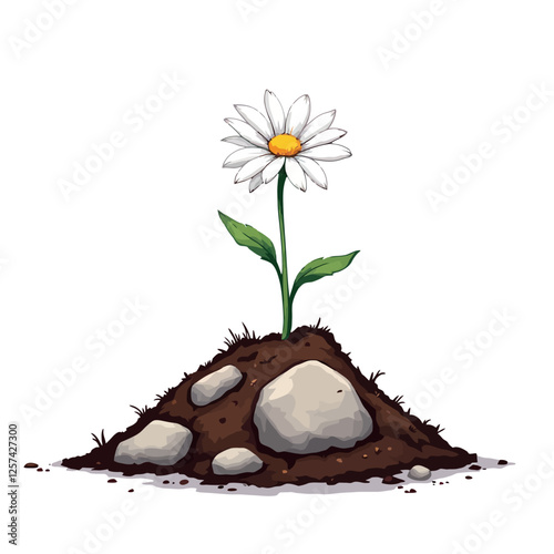 Vsai resilient daisy growing from rocky soil