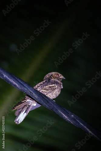 Nightjar  photo