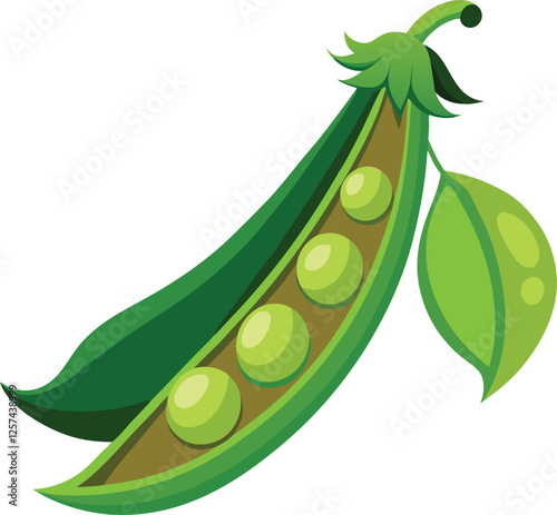 Peas vector art with a white background. Pod of green peas on white background illustration