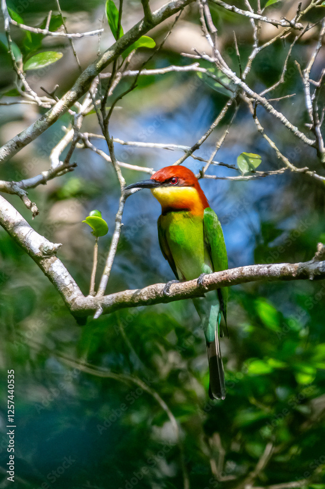 Obraz premium Cesnut bee eater