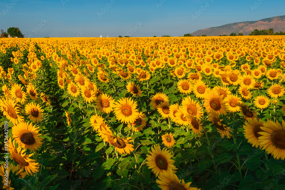 Obraz premium flower garden