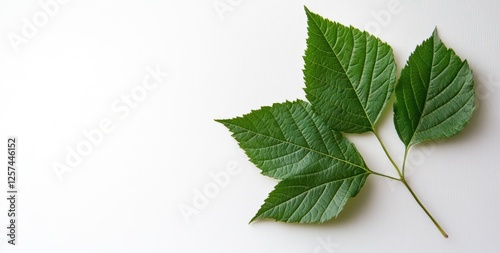 Green leaves on white background, nature, minimal, copy space, design element