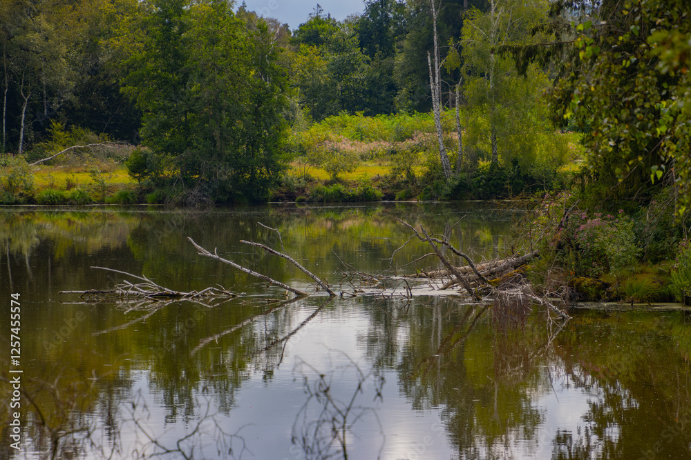 Fototapeta premium Tranquil Lake Scene Surrounded by Green Trees and Reflecting Still Waters