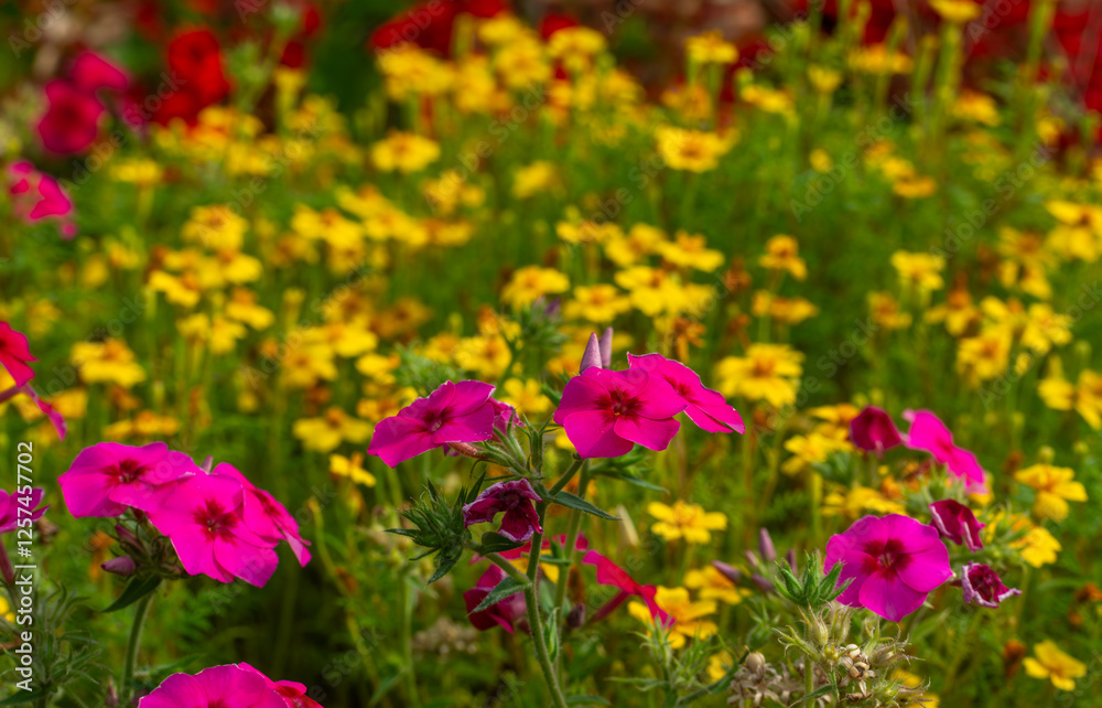Red phlox flowers on a soft background of yellow flowers. Red phlox flowers on a soft background of yellow flowers.
