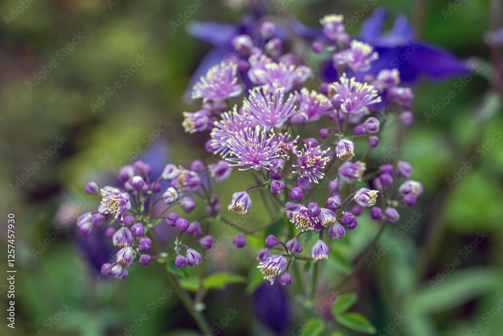 Beautiful flowers of thalictrum on a soft background.
