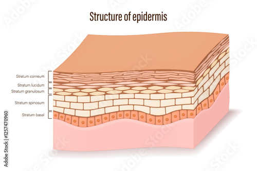 Structure of epidermis. Epidermis layers. Cross section of the epidermis. Human skin anatomy. Layers of a human skin. Media for educational and medical use.