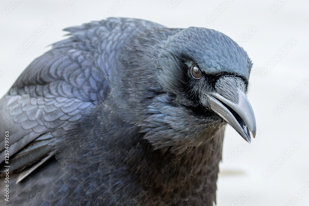 Naklejka premium Krähe