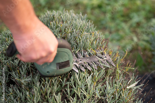 A gardener uses a hedge trimmer to prune a lavender bush in an outdoor setting. The image focuses on the blades cutting the gray-green leaves, highlighting garden maintenance.