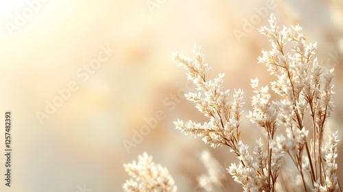 Golden hour pampas grass field, autumnal background, nature serenity, website banner