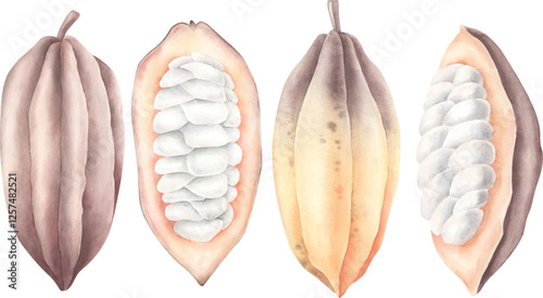 Wallpaper Mural Set of vector watercolor cocoa fruits. Torontodigital.ca