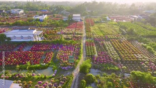 Famous flower village in Cho Lach, Ben Tre Province, Vietnam.. Farmers prepare to transport the flower to the market during Tet Holiday photo