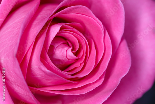 Fototapeta Naklejka Na Ścianę i Meble -  Rose, environment and blossom with closeup of flower for valentines day, growth and flora. Botany, season and garden with plant and petal bloom for nature, celebration and ecology of countryside