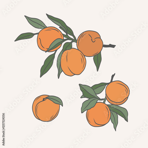 Line art peach fruit branches collection