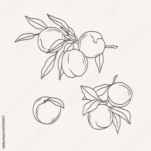 Line art peach fruit branches set