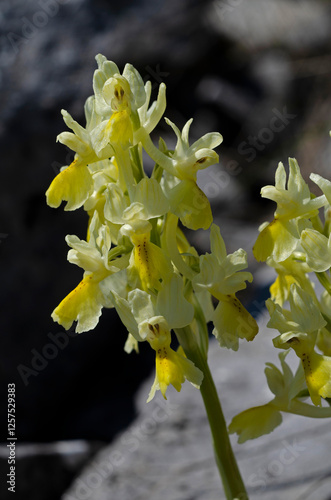 Armblütiges Knabenkraut (Orchis pauciflora)