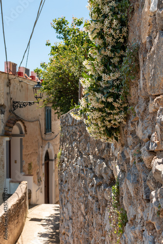 Jasmine growing along a narrow street on the Amalfi Coast