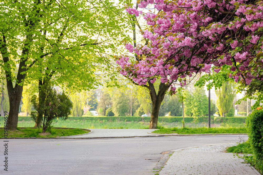 cherry blossom on the city street. branch with pink flowers. old european town on a sunny morning. masaryk park in uzhhorod. popular travel destination