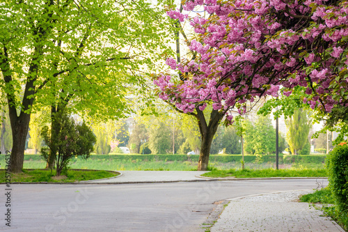 Obraz na płótnie cherry blossom on the city street. branch with pink flowers. old european town on a sunny morning. masaryk park in uzhhorod. popular travel destination w salonie