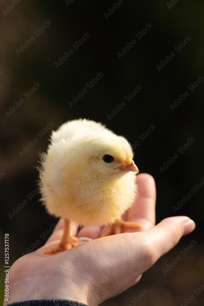 Yellow chicken in farmer's hand. Poultry farm Yellow chicken in farmer's hand. Poultry farm
