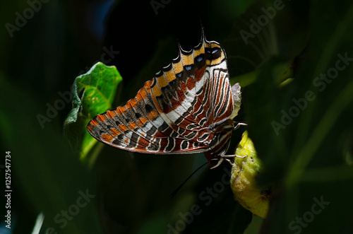 Erdbeerbaumfalter (Charaxes jasius)