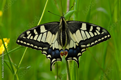 Schwalbenschwanz (Papilio machaon)